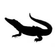 Alligator