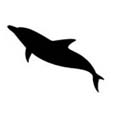 Dolphin #2