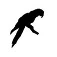 Parrot
